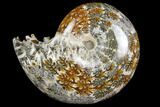 Polished, Agatized Ammonite (Phylloceras?) - Madagascar #149195-1